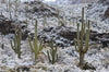 Mark Sublette - Sonoran Snow