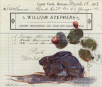 Teal Blake - William Stephens