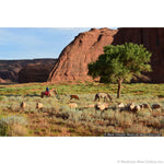 Mark Sublette - Watching the Flock