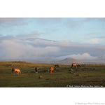 Mark Sublette - Grazing Light