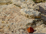 Mark Sublette - Red Rock