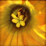 Moira Marti Geoffrion - Collecting Pollen