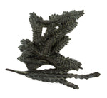 Mark Rossi - Young Lizard with Mesquite (SC91807-0523-007)