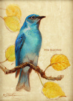 Ezra Tucker - Mountain Bluebird (M)