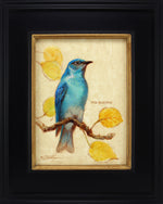 Ezra Tucker - Mountain Bluebird (M)