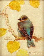 Ezra Tucker - Mountain Bluebird (F)
