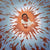 Shonto Begay - Gift of...
