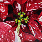 Moira Marti Geoffrion - Poinsettia Center