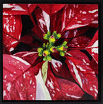 Moira Marti Geoffrion - Poinsettia Center