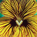Moira Marti Geoffrion - Pansy Center