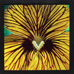 Moira Marti Geoffrion - Pansy Center