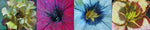 Moira Marti Geoffrion - Spring Blooms (Quadriptych)