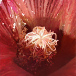 Moira Marti Geoffrion - Hibiscus Flower Center