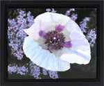 Moira Marti Geoffrion - White Poppy