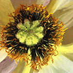Moira Marti Geoffrion - Poppy Center