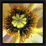 Moira Marti Geoffrion - Poppy Center