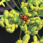 Moira Marti Geoffrion - Ladybug