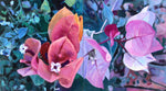 Moira Marti Geoffrion - Bougainvillea Blooms