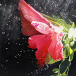 Moira Marti Geoffrion - Rain Shower on Hibiscus