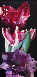 Moira Marti Geoffrion - Amaryllis Blooms