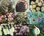 Moira Marti Geoffrion - Seeds and Pods