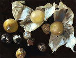 Moira Marti Geoffrion - Wild Tomatillo (PLV90762-0523-002-A)