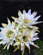 Moira Marti Geoffrion - Night Blooming Cereus