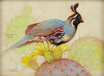 Ezra Tucker - Gambel's Quail and Prickly Pear