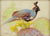 Ezra Tucker - Gambel's Quail...