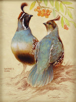 Ezra Tucker - Gambel's Quail and Berries