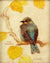 Ezra Tucker - Mountain Bluebird...