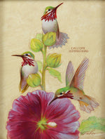 Ezra Tucker - Calliope Hummingbirds and Hollyhocks