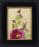 Ezra Tucker - Calliope Hummingbirds and Hollyhocks