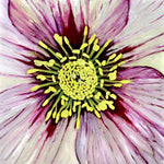 Moira Marti Geoffrion - Lenten Rose Center (Pink)