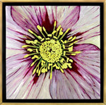 Moira Marti Geoffrion - Lenten Rose Center (Pink)