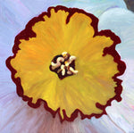 Moira Marti Geoffrion - Daffodil Center