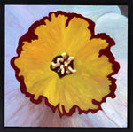Moira Marti Geoffrion - Daffodil Center