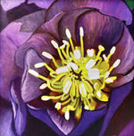 Moira Marti Geoffrion - Lenten Rose Center (Purple)