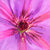 Moira Marti Geoffrion - Clematis...