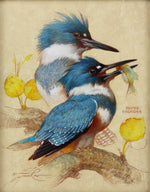 Ezra Tucker - Belted Kingfisher