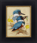 Ezra Tucker - Belted Kingfisher