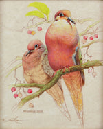 Ezra Tucker - Mourning Dove