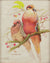 Ezra Tucker - Mourning Dove