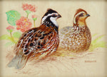 Ezra Tucker - Bobwhite