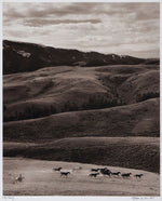 Barbara Van Cleve (b. 1935) - Filly Chasing (FRAMED)