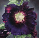SOLD Whitney Gardner - Midnight Afternoon