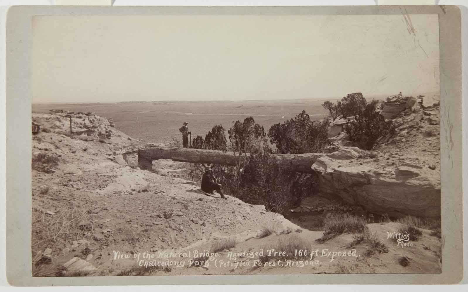 Ben Wittick (1845-1903) - View of the Natural Bridge, Agatized Tree, 160 ft Exposed, Chalcedony Park (Petrified Forest), Arizona