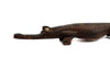 New Guniea Wooden Crocodile Sculpture c. 1950-90s, 32.75" x 3.5" x 3.25" (M92624-0423-001) 1