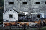 Nathan Benn - Mostly Jersey Cattle, Topsham, Vermont, 1984