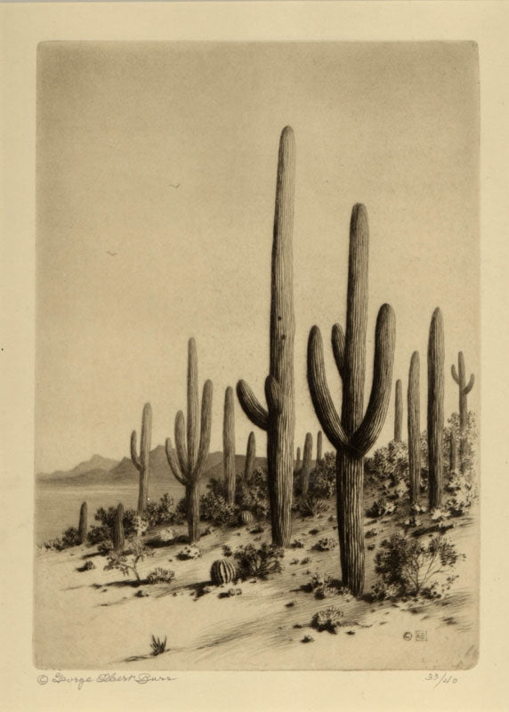SOLD George Elbert Burr (1859-1939) - Giant Cactus, Tucson, Arizona